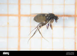 Attēlu rezultāti vaicājumam “Phoridae”