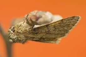 Attēlu rezultāti vaicājumam “Phigalia pilosaria”