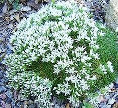 Attēlu rezultāti vaicājumam “Arenaria procera”