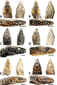 Attēlu rezultāti vaicājumam “Lycogala convexum sessile”