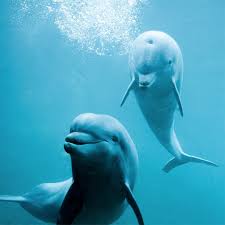 Afbeeldingsresultaat voor dolfijnen