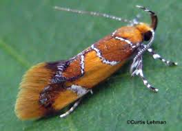 Attēlu rezultāti vaicājumam “Oecophoridae”