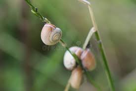 Attēlu rezultāti vaicājumam “Fruticola fruticum”