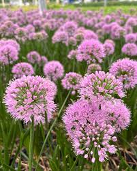 Attēlu rezultāti vaicājumam “Allium cepa flower”