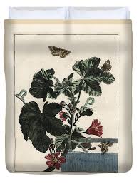 Attēlu rezultāti vaicājumam “Larentia clavaria”