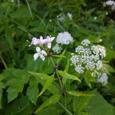 Attēlu rezultāti vaicājumam “Cardamine bulbifera”