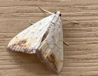 Attēlu rezultāti vaicājumam “Evergestis extimalis”