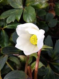 Attēlu rezultāti vaicājumam “Helleborus niger”