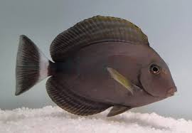 Image result for Acanthurus xanthopterus