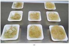 Attēlu rezultāti vaicājumam “Primula veris fruit”