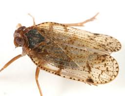 Attēlu rezultāti vaicājumam “Cixiidae”