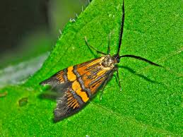 Attēlu rezultāti vaicājumam “Adelidae”