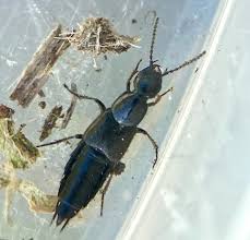 Billedresultat for rovbille