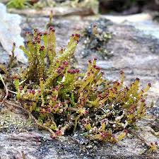 Attēlu rezultāti vaicājumam “Anastrophyllum hellerianum”