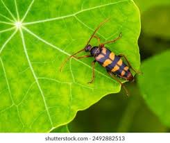 Attēlu rezultāti vaicājumam “Leptura quadrifasciata”