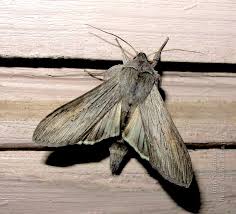 Attēlu rezultāti vaicājumam “Cucullia umbratica”