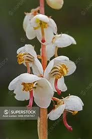 Attēlu rezultāti vaicājumam “Pyrola rotundifolia”