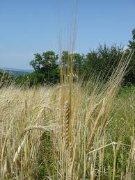 Attēlu rezultāti vaicājumam “Hordeum vulgare”