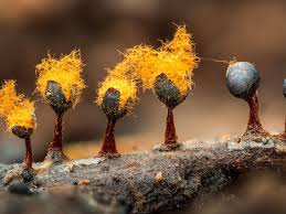 Attēlu rezultāti vaicājumam “Physarum gravidum spores”