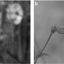Attēlu rezultāti vaicājumam “Silene otites fruit”