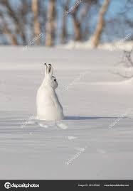 Attēlu rezultāti vaicājumam “Lepus timidus”