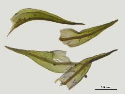 Attēlu rezultāti vaicājumam “Didymodon rigidulus”