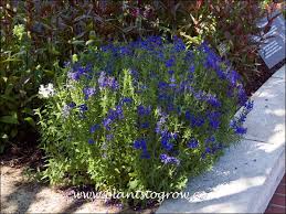 Attēlu rezultāti vaicājumam “Veronica austriaca subsp. teucrium leaf”