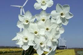 Attēlu rezultāti vaicājumam “Narcissus flower”