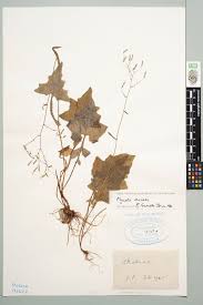 Attēlu rezultāti vaicājumam “Mycelis muralis”