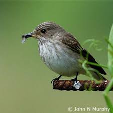 Attēlu rezultāti vaicājumam “Muscicapa striata”