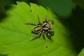 Attēlu rezultāti vaicājumam “Evarcha falcata”