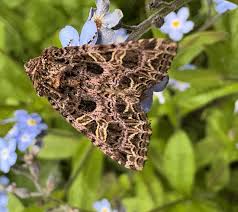 Attēlu rezultāti vaicājumam “Hadena rivularis”