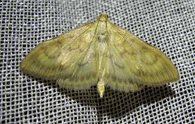 Attēlu rezultāti vaicājumam “Paratalanta hyalinalis”