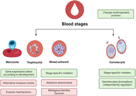 Attēlu rezultāti vaicājumam “Enteridium variabile plasmodium”