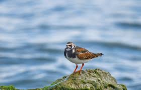 Attēlu rezultāti vaicājumam “Arenaria interpres adult”