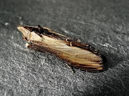 Attēlu rezultāti vaicājumam “Cucullia verbasci”