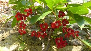 Attēlu rezultāti vaicājumam “Schisandra chinensis flower”
