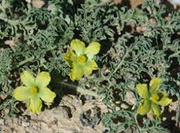 Attēlu rezultāti vaicājumam “Citrullus lanatus leaf”