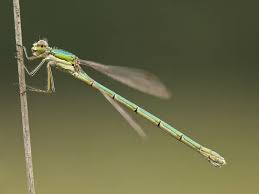 Attēlu rezultāti vaicājumam “Lestes virens female”