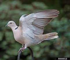 Attēlu rezultāti vaicājumam “Streptopelia decaocto adult”