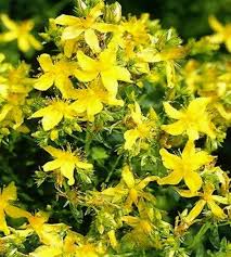 Image result for Johanniskraut