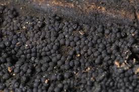 Attēlu rezultāti vaicājumam “Comatricha ellae stalked”