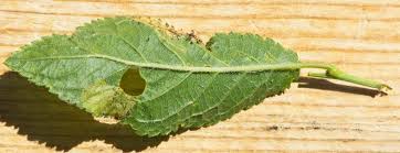 Attēlu rezultāti vaicājumam “Lyonetia prunifoliella”