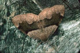 Attēlu rezultāti vaicājumam “Plagodis pulveraria”