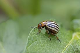 Attēlu rezultāti vaicājumam “Leptinotarsa decemlineata”