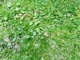 「銅錢草」的圖片搜尋結果