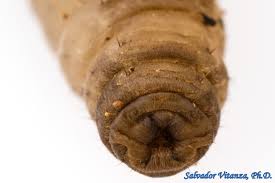 Attēlu rezultāti vaicājumam “Tipulidae larva”