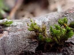 Attēlu rezultāti vaicājumam “Orthotrichum affine var. affine sporophyte”