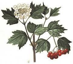 Attēlu rezultāti vaicājumam “Viburnum opulus fruit”
