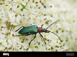 Attēlu rezultāti vaicājumam “Gaurotes virginea”